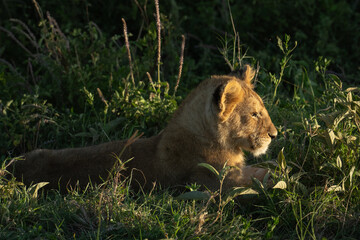 Profile of a lion cub lying in the grass at sunset