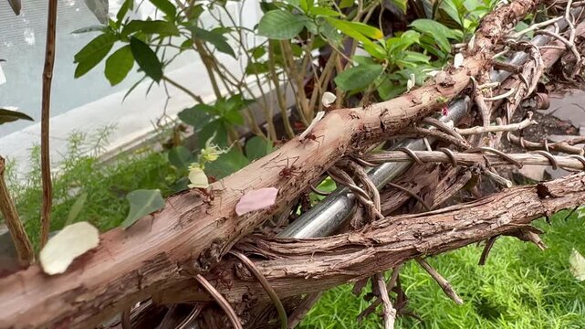 Mexican leaf-cutting ant, Atta mexicana is a species of leaf-cutter ant, a New World ant of the subfamily Myrmicinae of the genus Atta