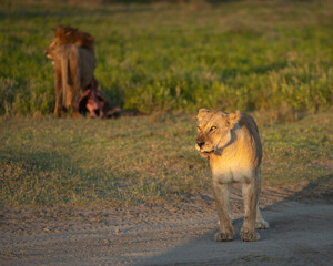 Lions at sunrise after feeding on a morning kill
