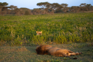 Male lion sleeping in the dirt with a lioness hiding in the tall grass