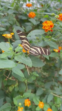 Heliconius charithonia, the zebra longwing or zebra heliconian