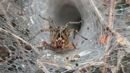 spider on a web