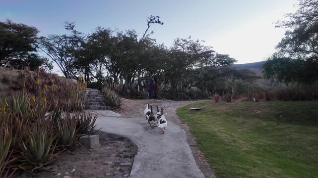 A group of geese walks during the summer on a farm in Ibarra, Ecuador, where vegetation and a sky close to sunset can be seen.