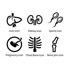 Liver, kidney, sperm, Women pregnancy, Chest Bone, Bone join, icon
