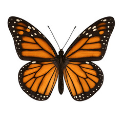 Monarch Butterfly with Open Wings Displaying Orange and Black Pattern