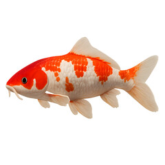 Vivid Koi Fish with Orange and White Scales