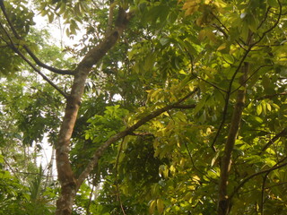 Fototapeta premium A view of a tree canopy with lush green leaves and sunlight filtering through. This image conveys a sense of growth, vitality, and the serene beauty of a natural environment, perfect for nature