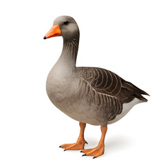 Standing Greylag Goose with Orange Beak and Feet on Transparent Background