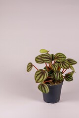 Törpebors - Peperonia Piccolo Banda