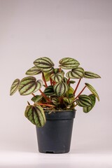 Törpebors - Peperonia Piccolo Banda