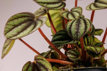 Törpebors - Peperonia Piccolo Banda