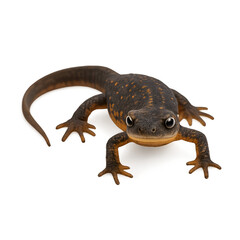 Brown Newt with Orange Spots, Small Eyes, and Five Toes on Each Foot