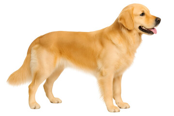 Fototapeta premium Golden Retriever dog. Pet themed content, advertisements, veterinary promotions, or animal care articles