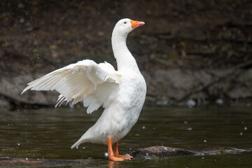 White Goose Spreading Wings on a Lake in Lower Austria