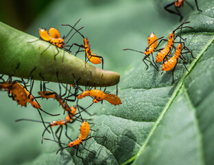 Wheel Bug nymphs (Arilus cristatus), a type of assassin bug. 