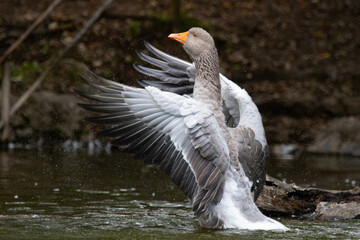 American Buff Goose Lifting Wings and Splashing Water in Lower Austria