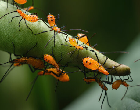 Wheel Bug nymphs (Arilus cristatus), a type of assassin bug. 