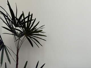 Minimalist indoor plant against plain white wall