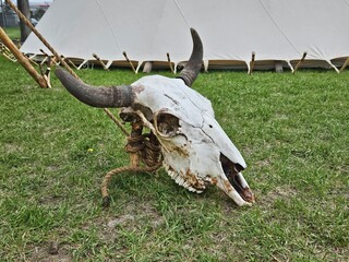 A bleached bison skull drying on the anchor peg of a tipit.