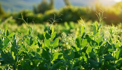 lush green pea plants growing in a field under natural sunlight