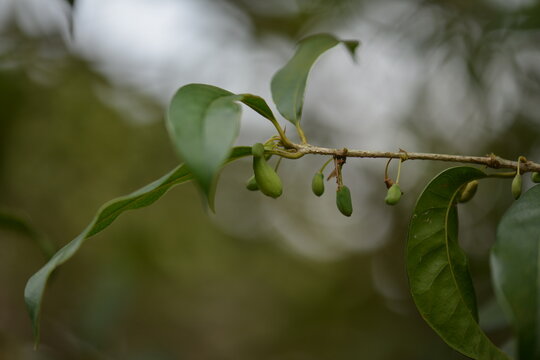 Osmanthus fragrans, fragrant olive (Geummokseo) fruit with medicinal value and antioxidant properties. Photographed in Korea.