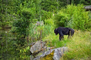 A common chimpanzee at a zoo in Sweden