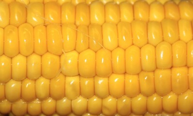 close up of corn