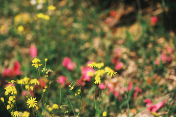 あたご山、黄色のたんぽぽ、大阪、日本