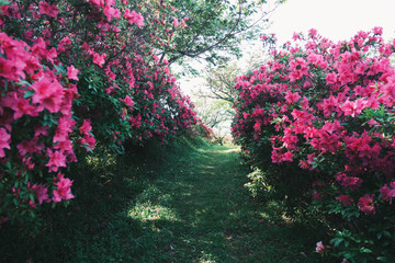 あたご山、美しいツツジが咲く風景、大阪、日本
