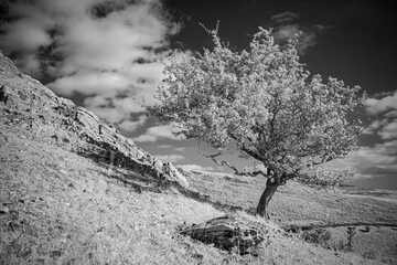 Infrared Thorn Tree against a dark sky
