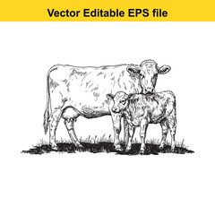  cow and calf standing in a grassy field, isolated on white background