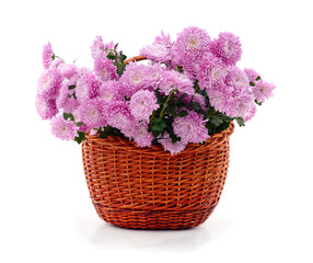 Purple chrysanthemums in a basket.