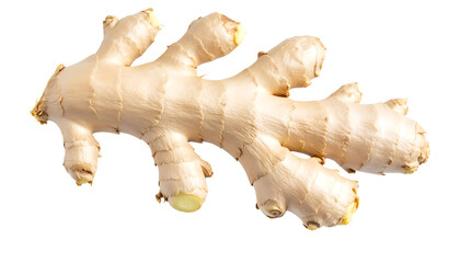 A fresh ginger root with its detailed texture, a common culinary and medicinal ingredient.