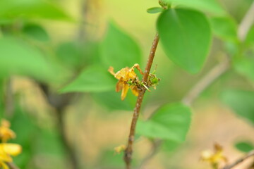 Forsythia nakaii, Mallihwa flower with anti-inflammatory and immune-boosting properties. Photographed in Korea.