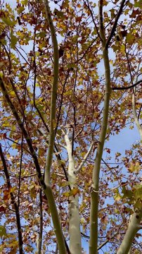Autumn scene. Trees with red/brown leaves moving in the wind. Vertical format
