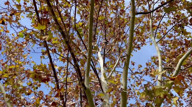 Autumn scene. Trees with red/brown leaves moving in the wind