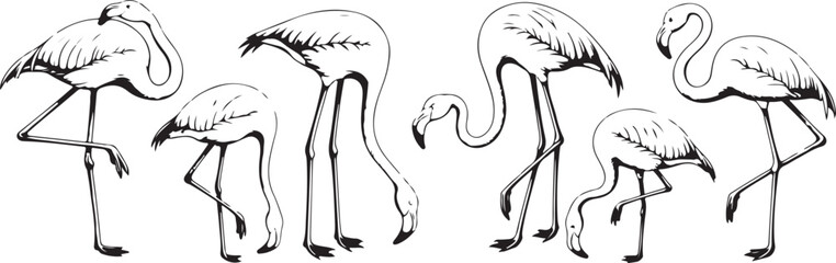 Obraz premium A collection of six flamingo illustrations in various poses. Hand-drawn black and white sketch of tropical birds.