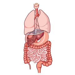 Human internal organs respiratory digestive system anatomy vector