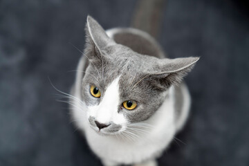 grey and white cat portrait. Muzzle of a gray fluffy cat close up lying on the couch or sofa or bed. Black, dark background. big eyes. copy space. pet ownership, pet friendship concept. Pet portrait.