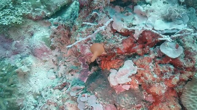 Heteropia minor, a rare calcareous sponge also called biniou de mer sits on the reef in Siquijor Philippines