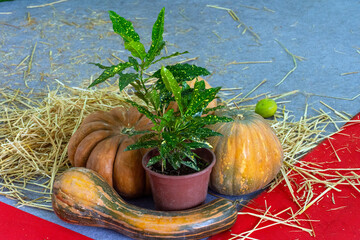 Pumpkins with a plant in the pot in the market.