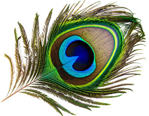 Obraz premium Single Vibrant Peacock Feather with Eye Pattern, isolated on transparent background