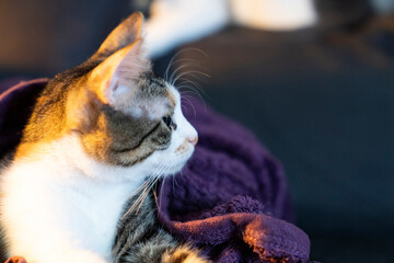 Cozy  three color cat wrapped in a soft purple blanket relaxing on a dark couch at home with...
