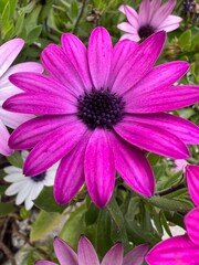 Obraz premium pink and purple flower
