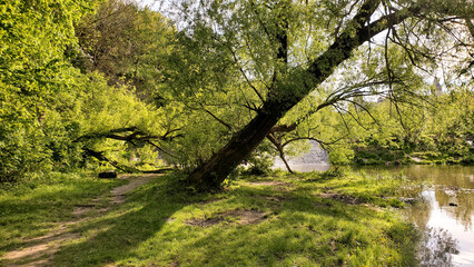 spring in the forest