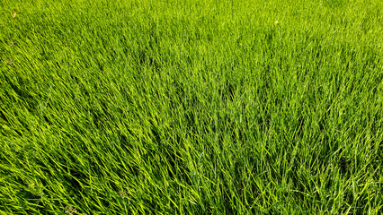 green grass background