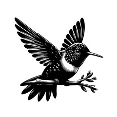 Black and White Hummingbird Perched on Branch.