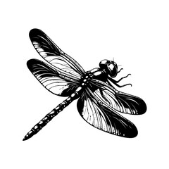 Detailed Black and White Dragonfly Illustration.