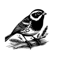 Detailed Black and White Illustration of a Small Bird.