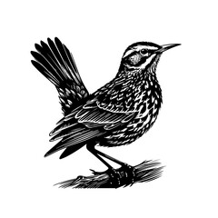 Detailed Black and White Illustration of a Bird.